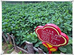 HJC888黄金城·(中国集团)官网