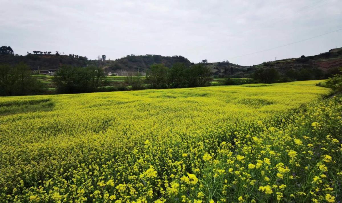 HJC888黄金城·(中国集团)官网